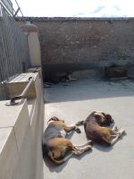 Siesta in der Sonne