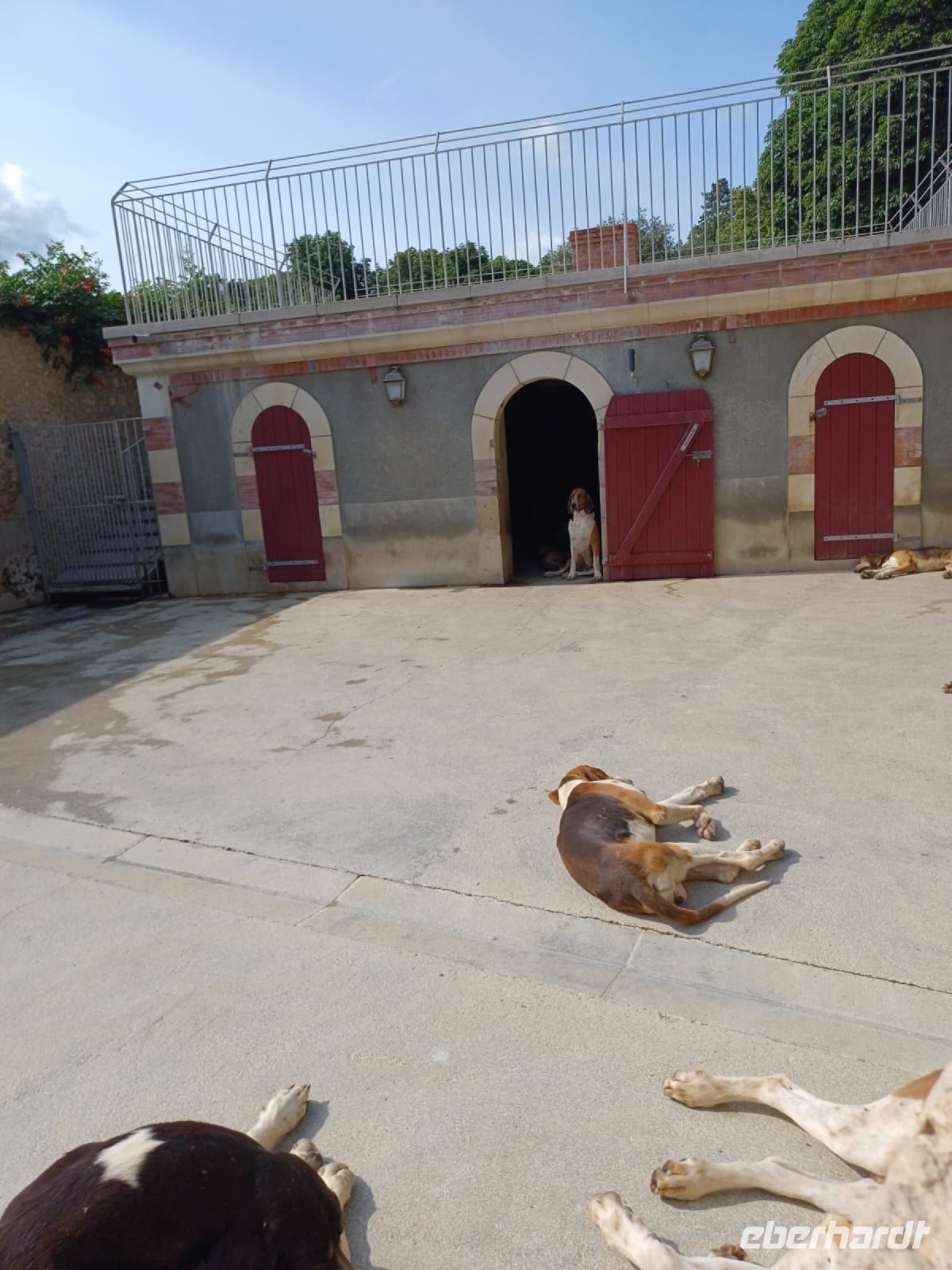 Cheverny: Hundezwinger