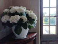 Schloss Cheverny: frischer Strauß