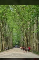 Chenonceau - Schlossallee