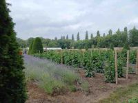 Chenonceau - Gärtnerei