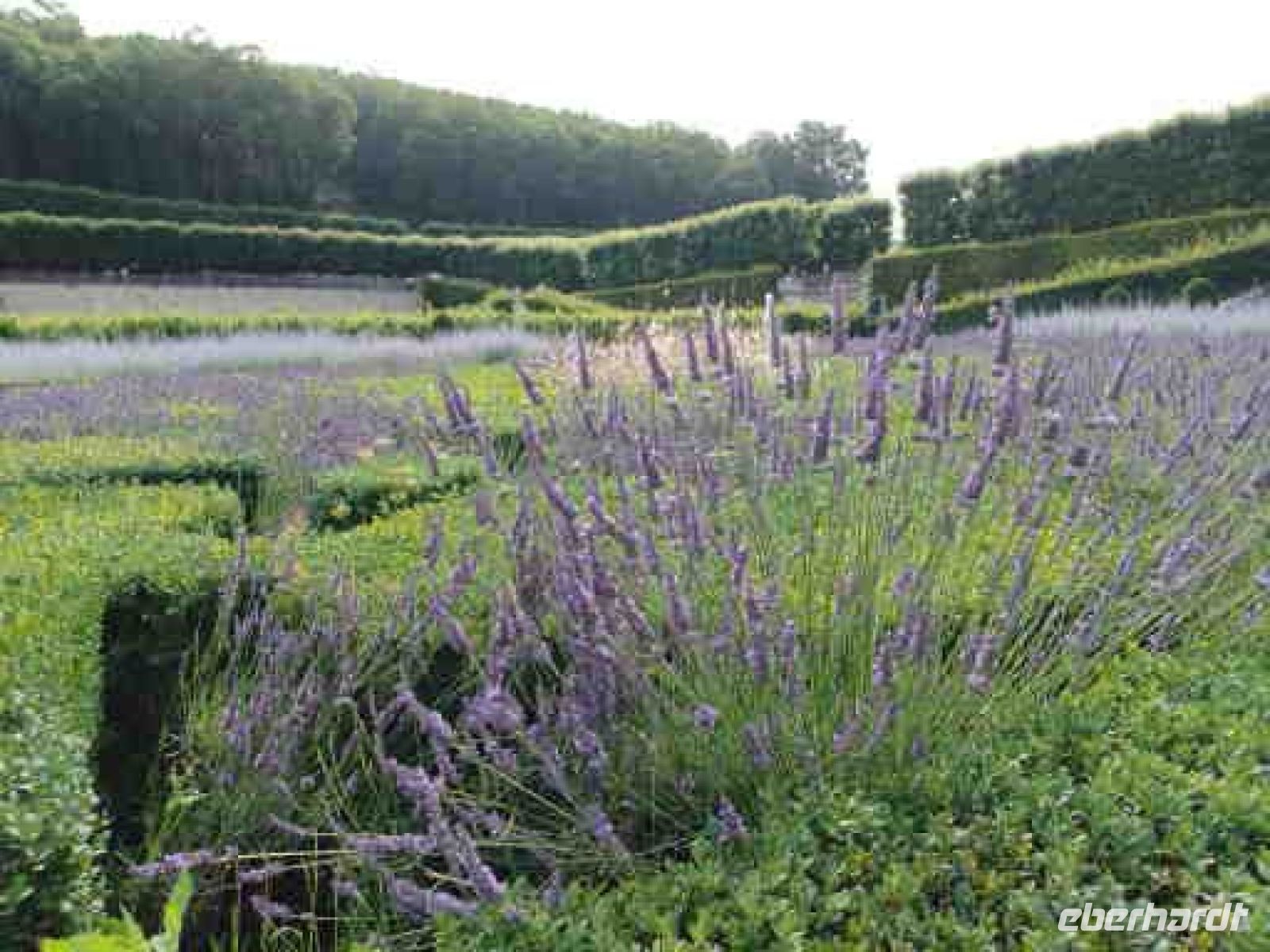 Villandry - Staudengarten