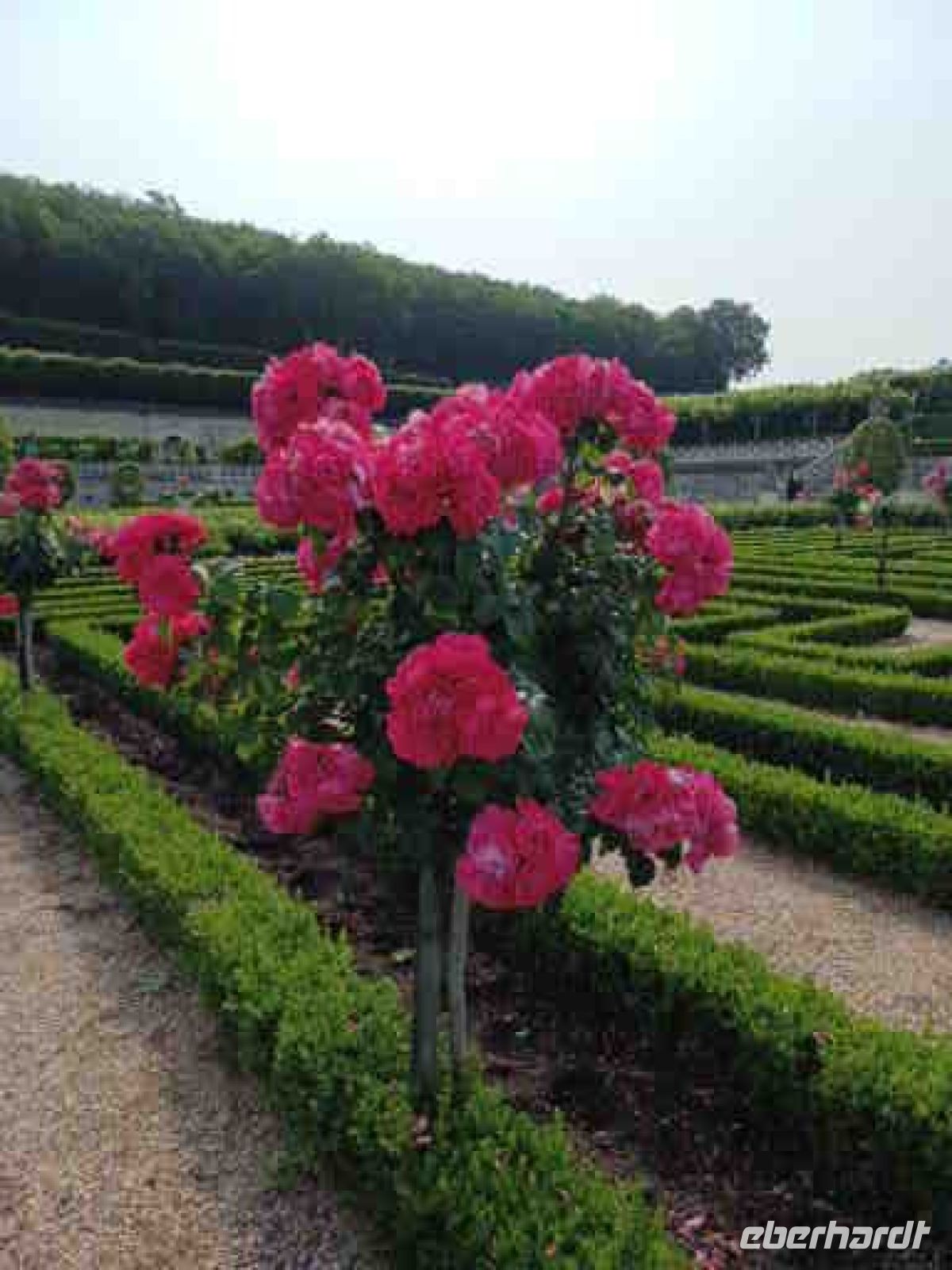 Villandry - Rosengarten