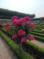 Villandry - Rosengarten