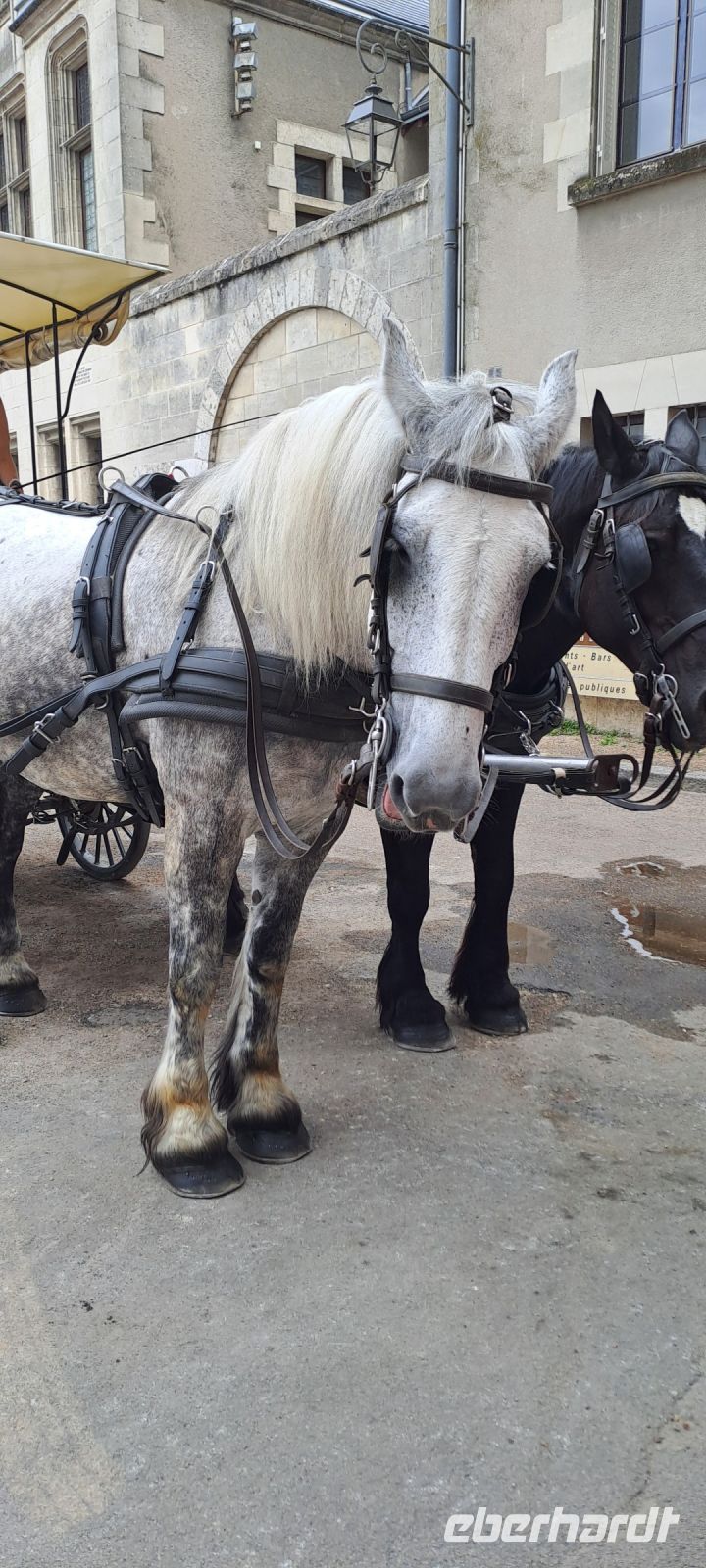 Unsere zwei Pferdestärken