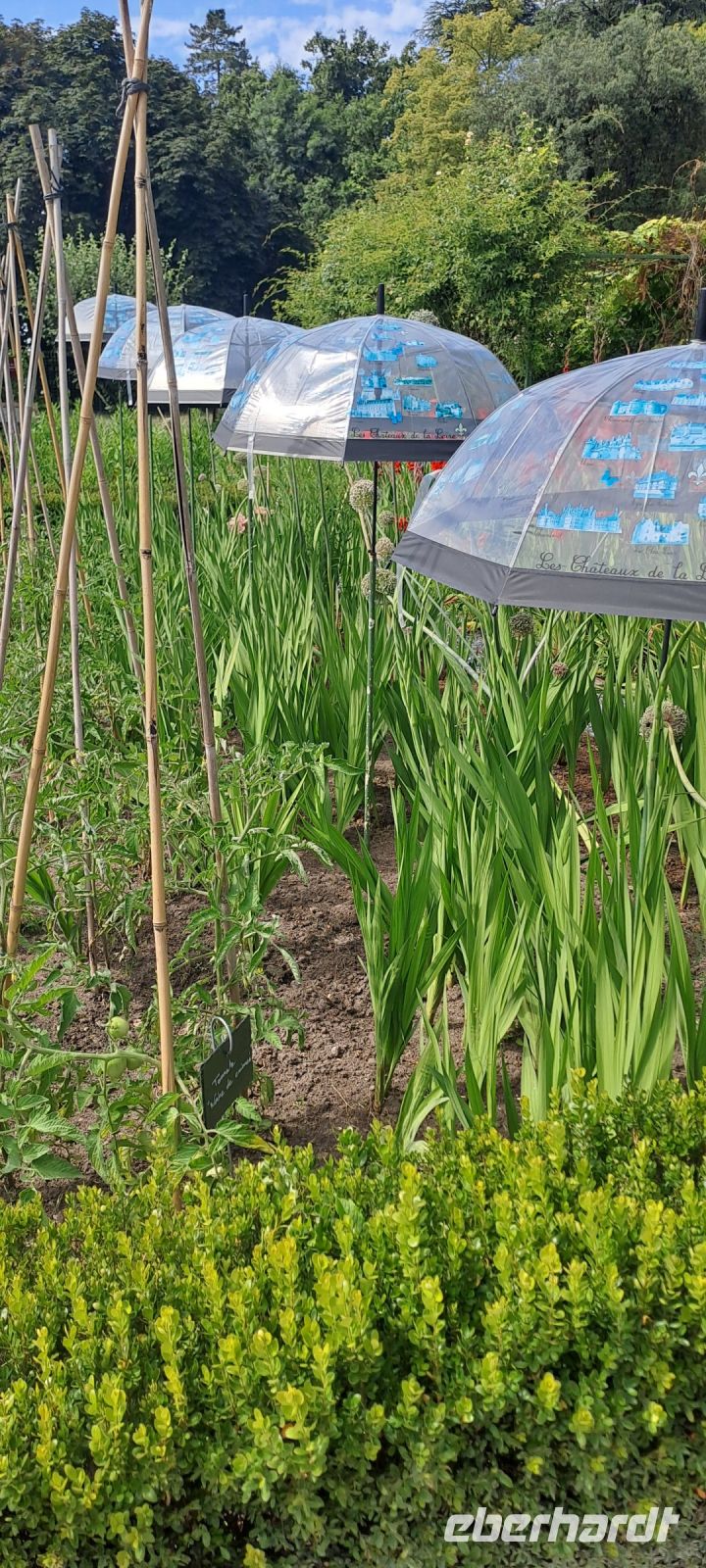 Cheverny, Nutzgarten (2)