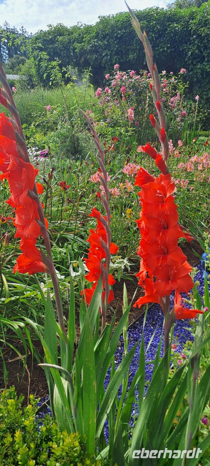 Cheverny, Nutzgarten (3)