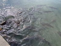 Zierfische ? Fontainebleau