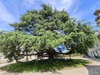 Tours (Libanon-Zeder im Garten des Erzbischöflichen Palastes) &ndash; &copy; Katrin Deutschbein (Eberhardt TRAVEL)