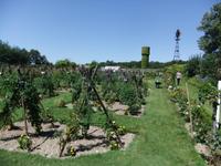 La Bousaidière. Tomatengarten