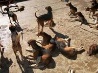 Hundemeute vom Schloss Cheverny