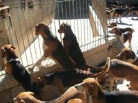 Hundemeute vom Schloss Cheverny