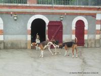 Hundezucht vom Schloss Cheverny 