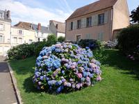 Chartres, Blumenpracht