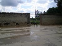 Jagdhunde in Cheverny