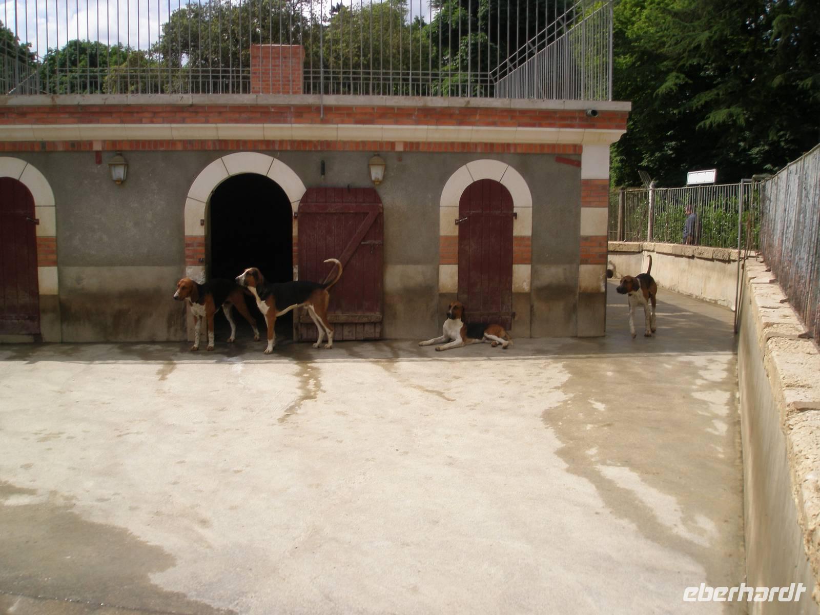 Jagdhunde in der Schlossanlage Cheverny