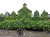 Azay-le-Rideau, völlig zugewachsenes Haus