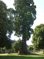 Cheverny