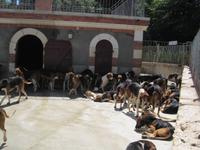 Dreifarbige französische Hundemeute des Schlosses Cheverny