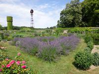 Lavendel