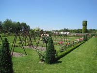 Tomatengarten