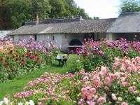 der Dahliengarten