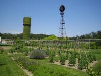 der Tomatengarten