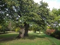 300jährige Esskastanienallee am Herstmonceux Castle