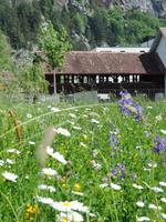 05 alte Brücke über die Aare