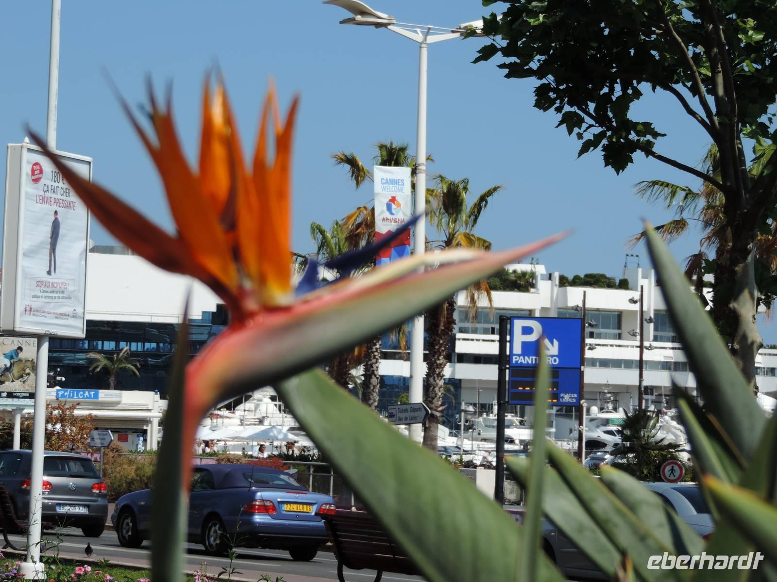 54 die Festivalhalle in Cannes