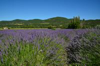 249 Provence, Lavendelfelder