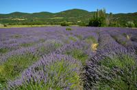 250 Provence, Lavendelfelder