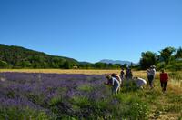 251 Provence, Lavendelfelder