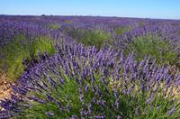 254 Provence, Lavendelfelder