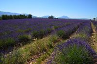 255 Provence, Lavendelfelder bei  Poteau de Telle