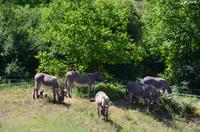 256 Moustiers Sainte Marie, Esel