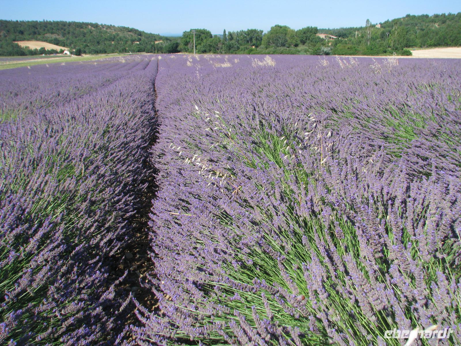 Provence wie im Bilderbuch