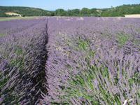 Provence wie im Bilderbuch
