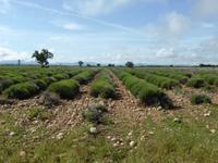 Lavendelfeld - Hochfläche von Valensole