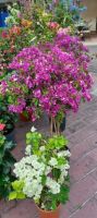 Nizza -Blumenmarkt