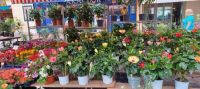 Nizza -Blumenmarkt
