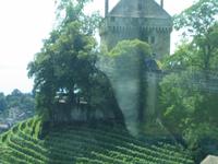 Weinberg in Montreux