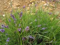 Lavendel, Puimoisson