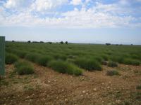 Felder von Puimoisson