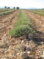 Lavendelfelder so weit das Auge reicht