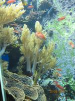 Ozeanographisches Museum, jede Menge bunter Fische..