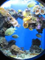 Unterwasserwelt im Ozeanographischen Museum Monaco