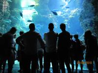 Haifischaquqrium im Ozeanograph.Museum Monaco