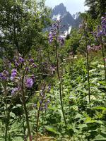Blumen in über 2000 m Höhe