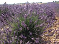 Liebe auf den ersten Blick